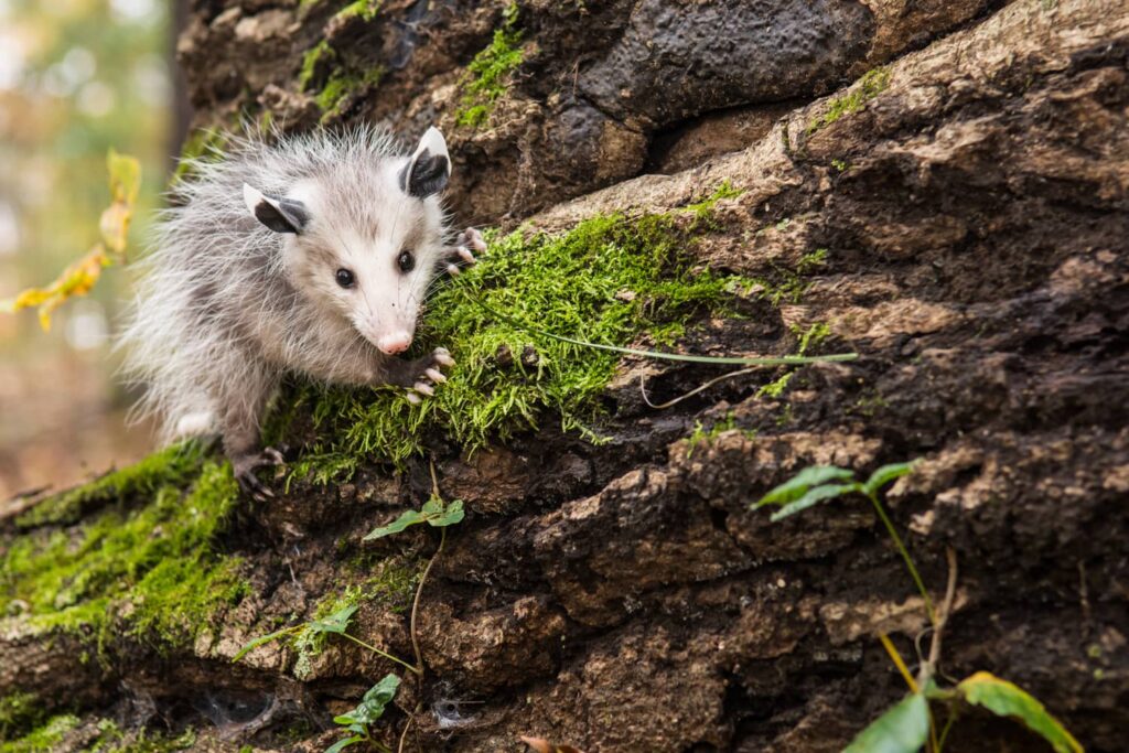 Can Possums Climb? All South Pest Control