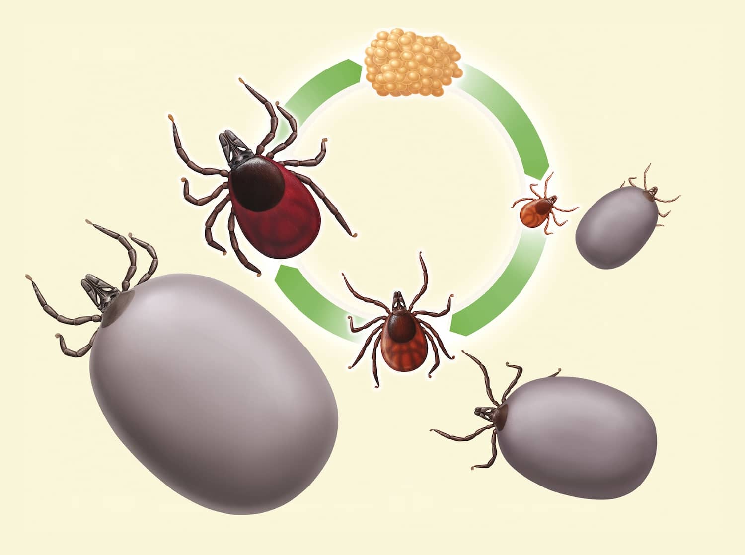 Do Ticks Die in the Winter? All South Pest Control