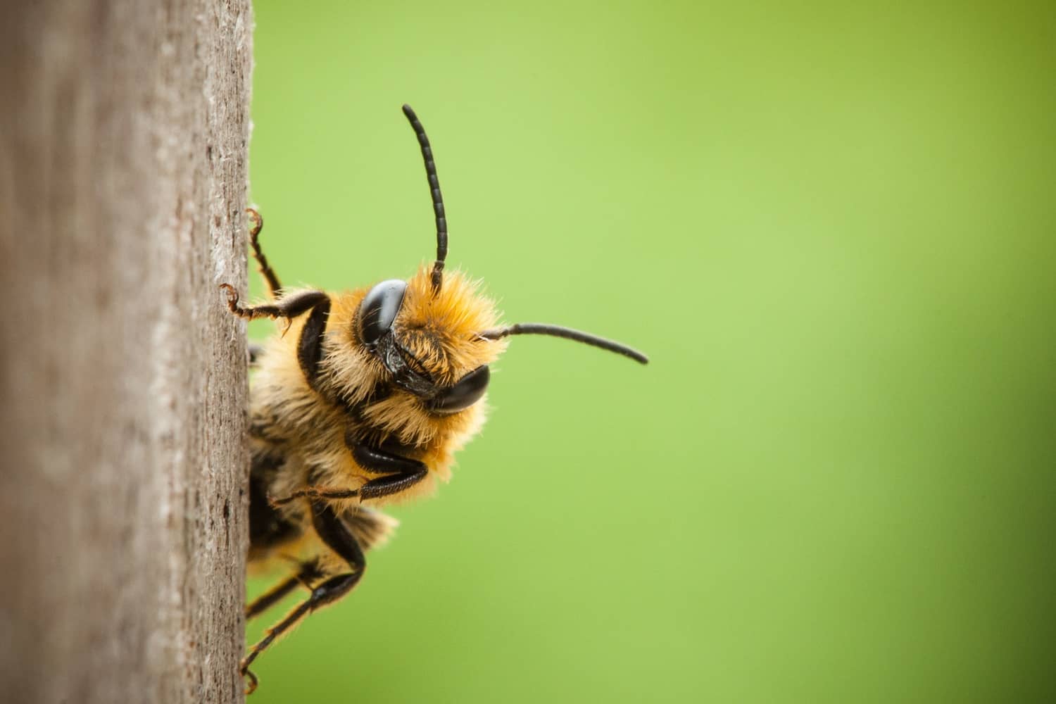 Bumble Bee vs Carpenter Bee? Why the Difference Matters All South