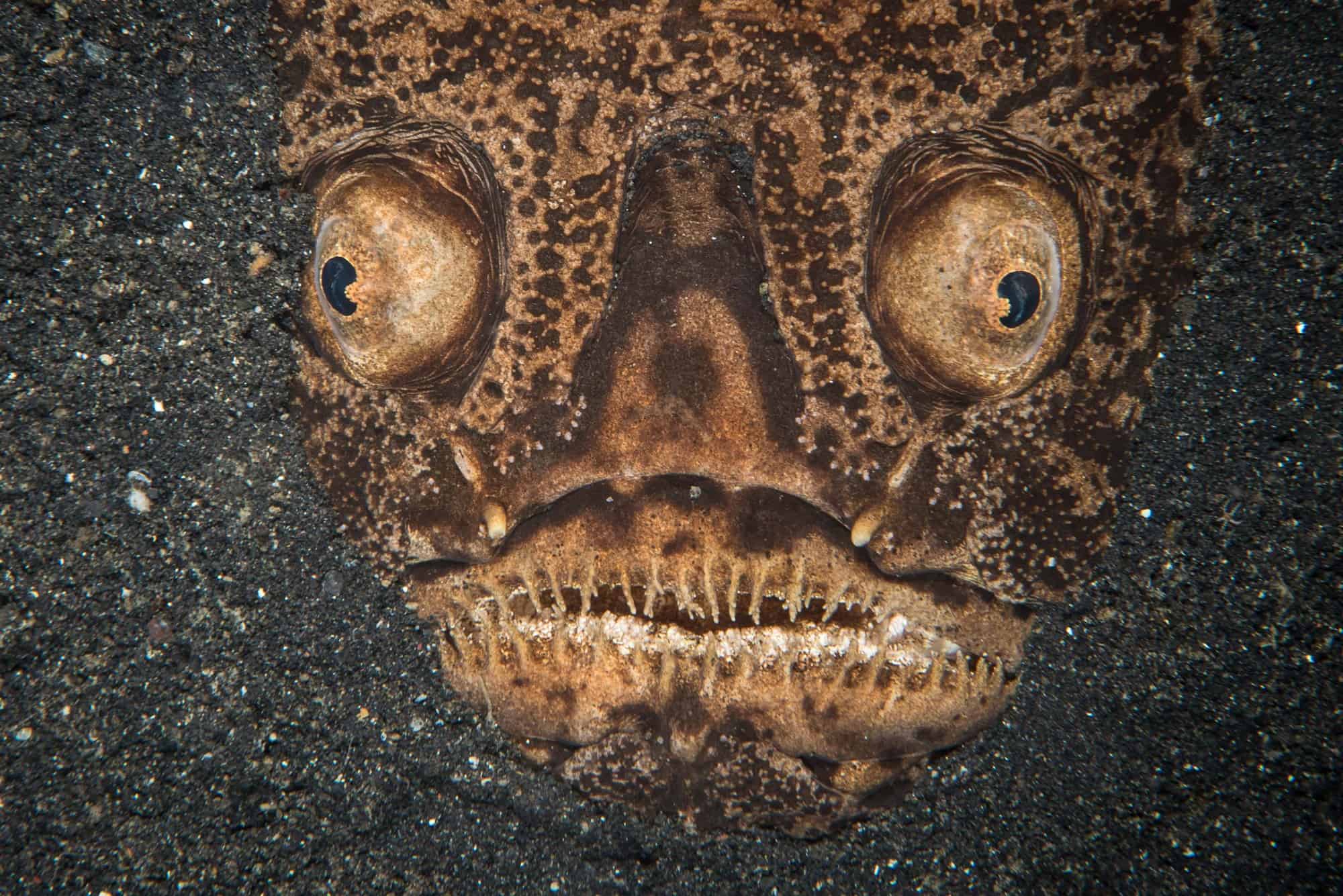 What in the World is Muck Diving? All Star Liveaboards