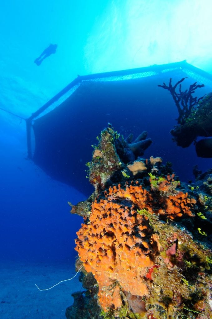 Scuba Diving the Cobia Cage in Eleuthera, Bahamas All Star Liveaboards