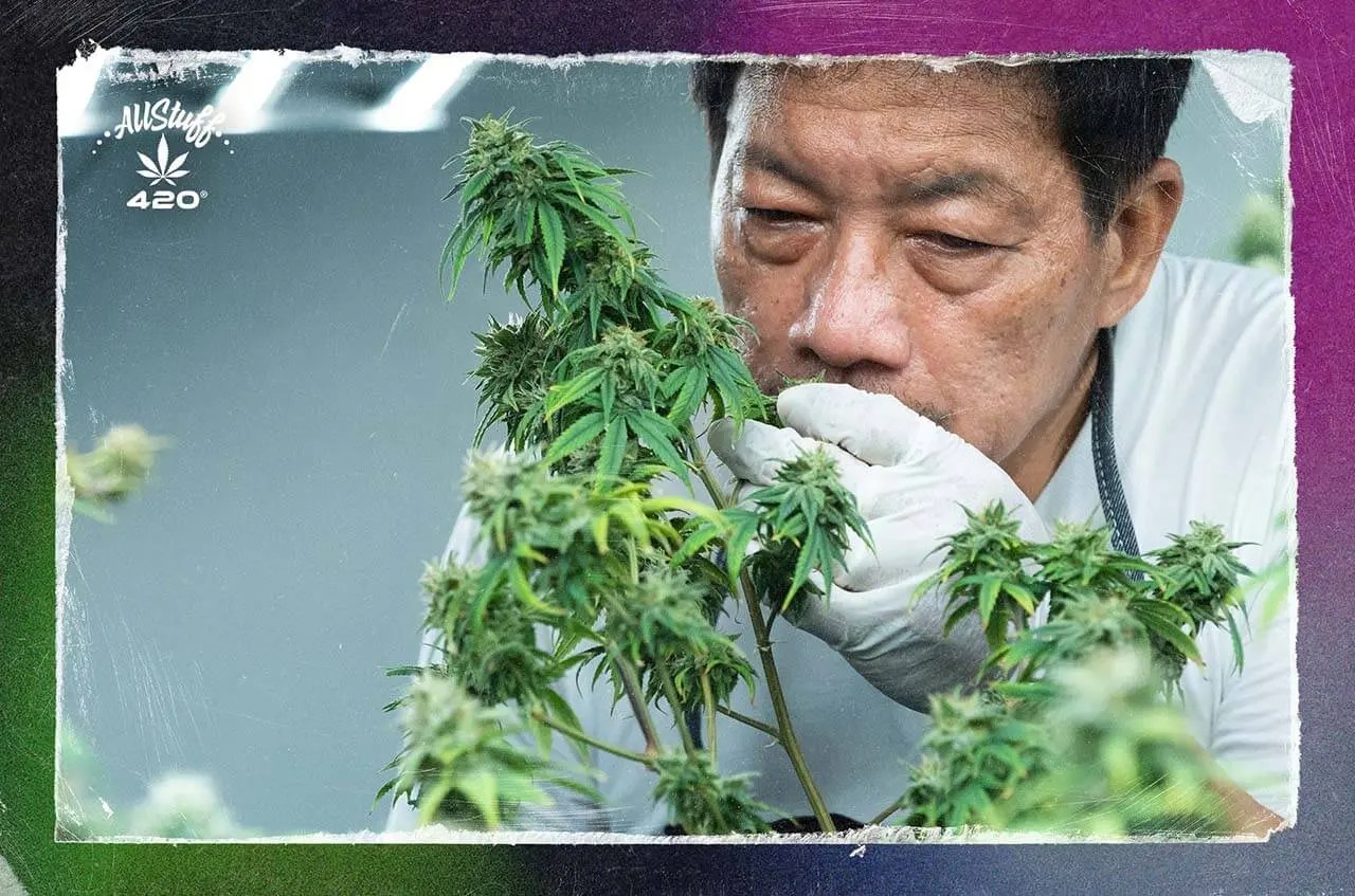 11 Helpful Tips to Prevent and Get Rid of Weed Smell