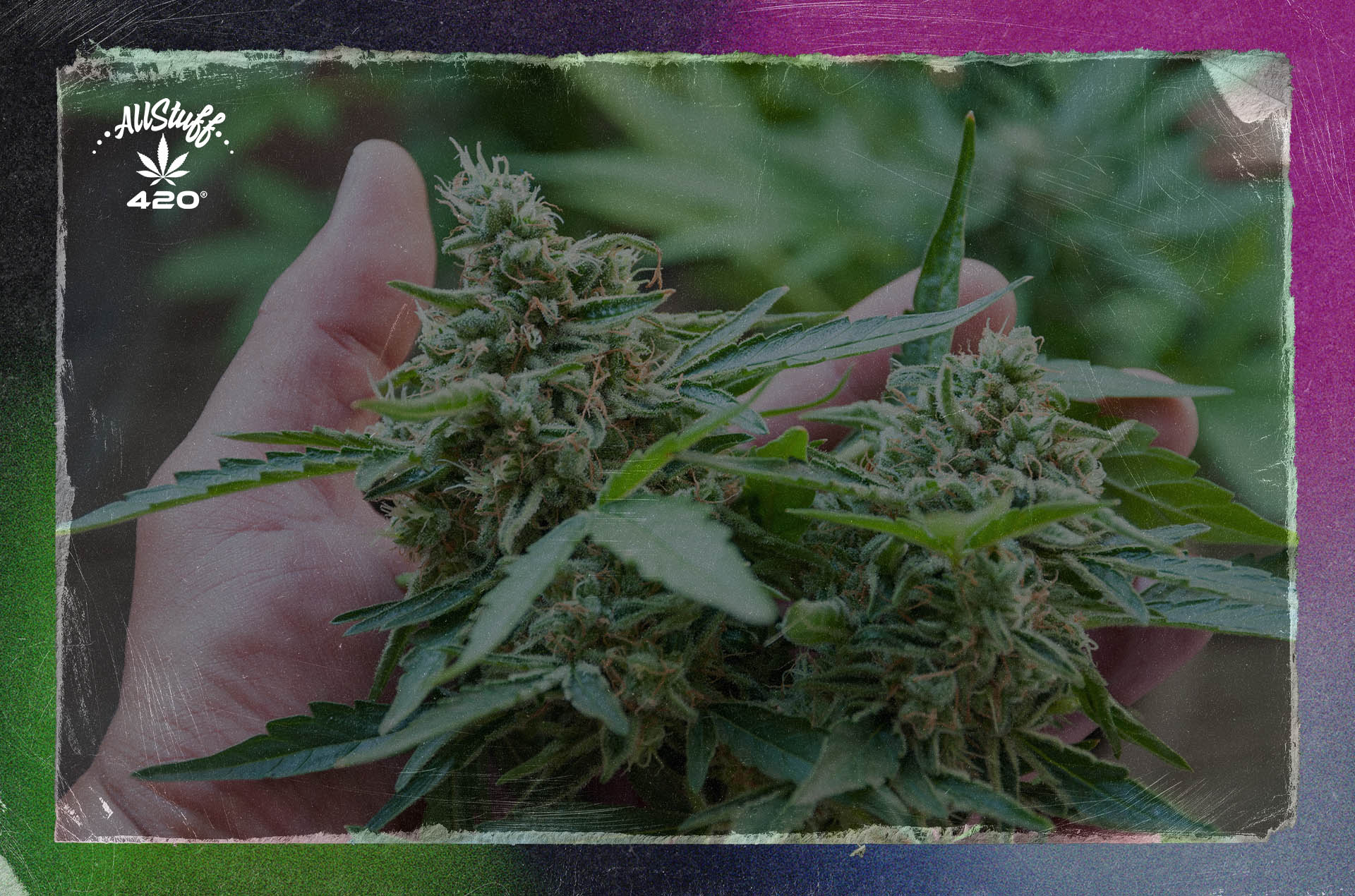 Discover How Much Weed Does One Marijuana Plant Produce