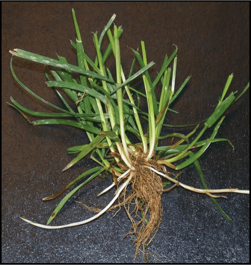 Weed or Going to Seed? AllTerrain Grounds Maintenance Fargo, ND
