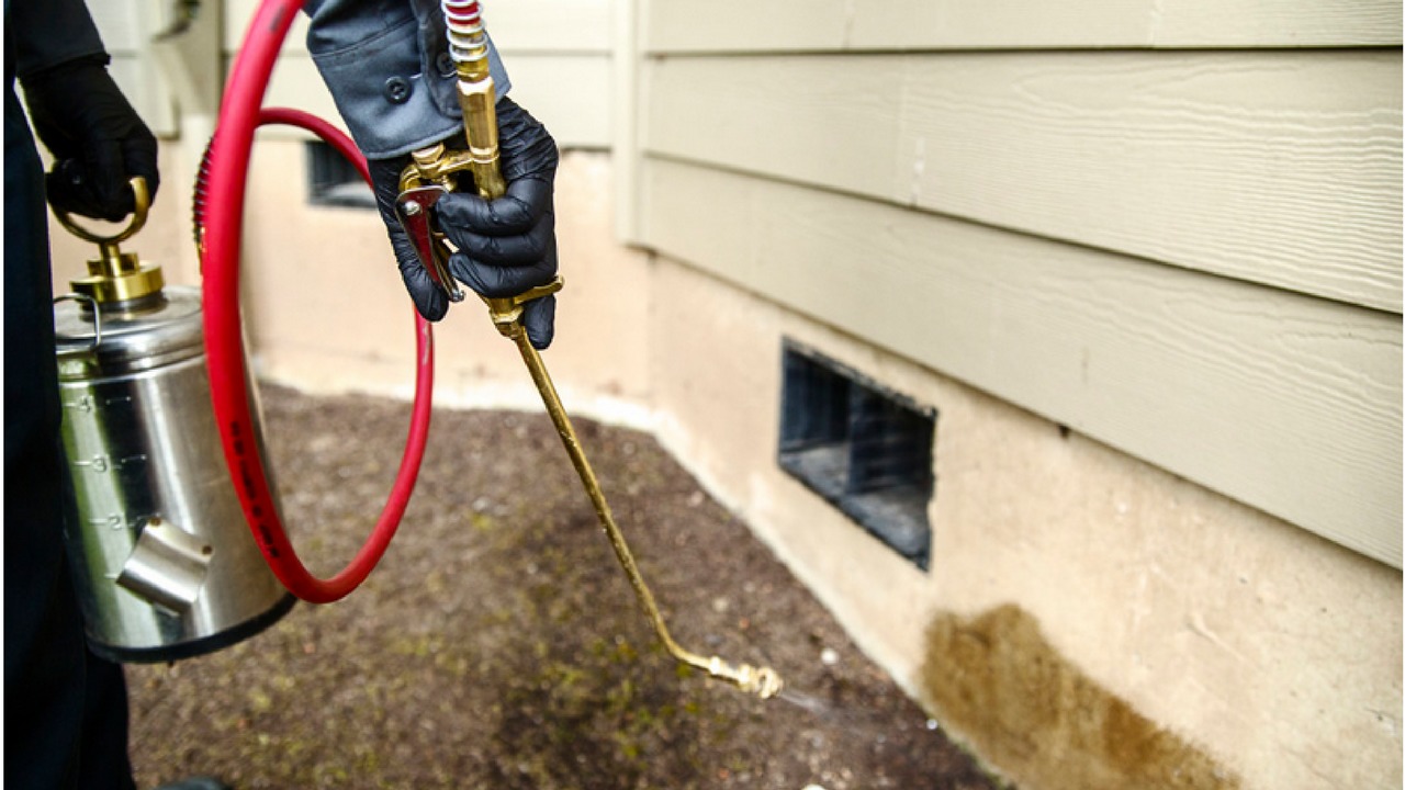 Pest Control Companies Gold Coast Get Rid Of Fleas Cockroaches