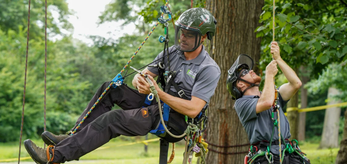 Level 5 Arborist To Maintain And Reshape The Trees