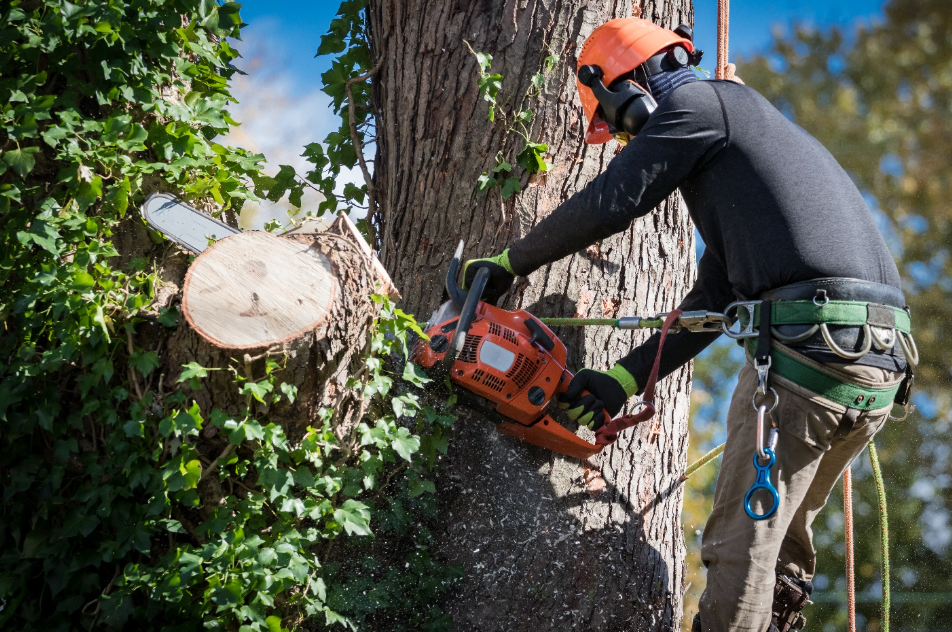 Top Solutions To Finding Expert Tree Services