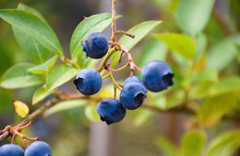How To Grow Blueberries How To Plant Blueberries All That Grows