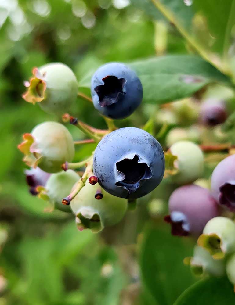 How To Grow Blueberries How To Plant Blueberries All That Grows