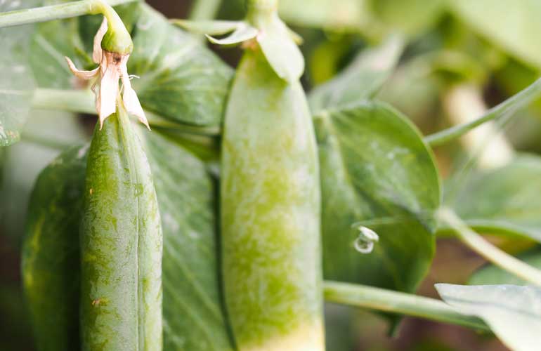 What Plants Can You Plant in April All That Grows