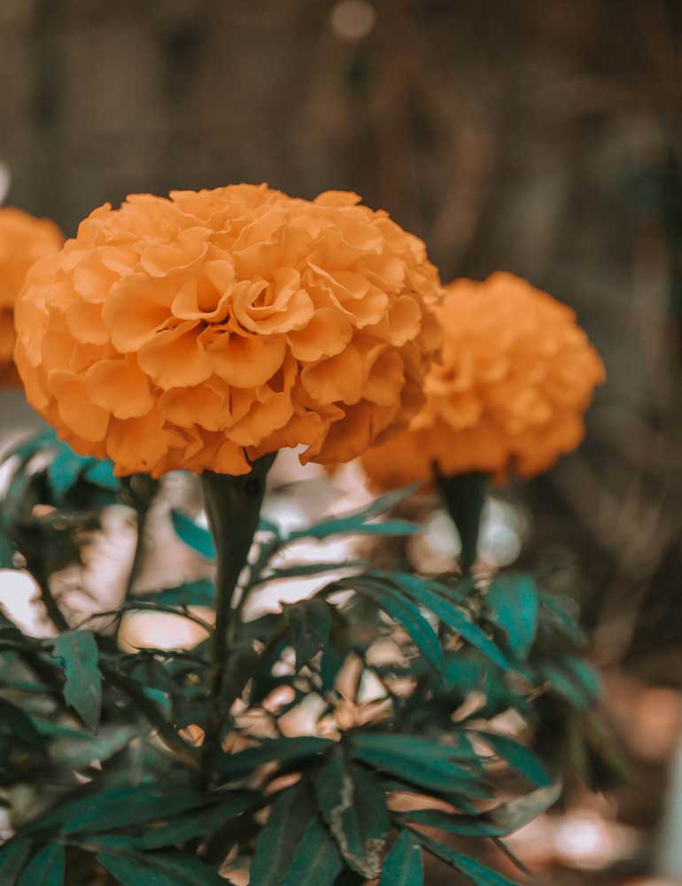 What Plants Can You Plant in April All That Grows