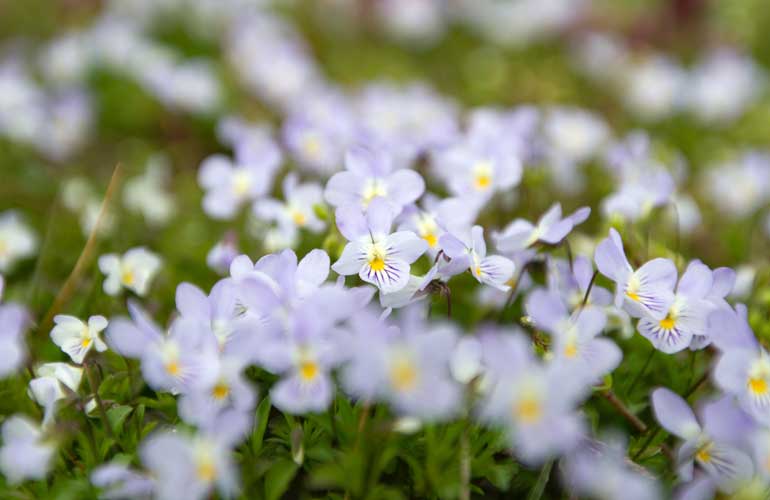 What To Plant in September What To Grow in September All That Grows