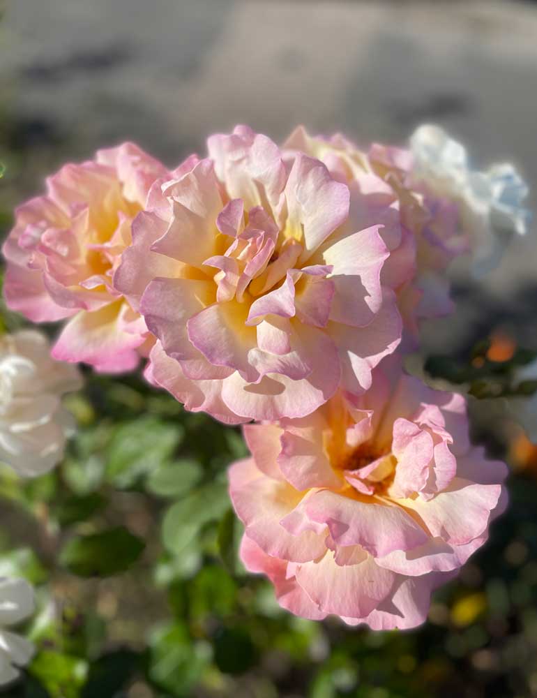 What To Plant in November All That Grows