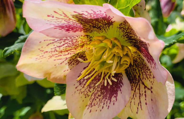 What To Plant in November All That Grows