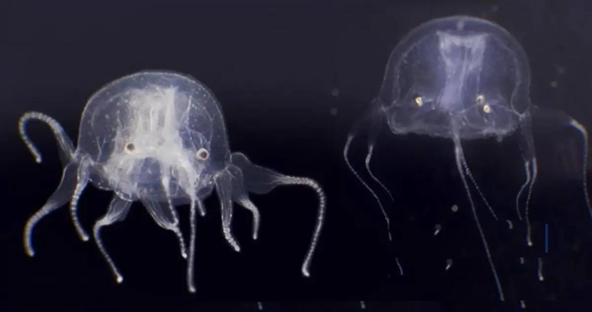 Box Jellyfish Photography