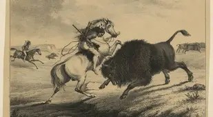 Native American Hunting Bison