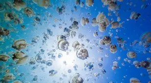 Jellyfish From Lake Floor