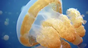 Golden Jellyfish Up Close