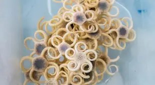 Brittle Star The Investigator