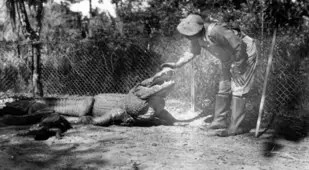 Alligator Farms Guide Fence