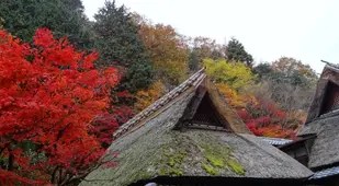 Autumn Trees Over Temple