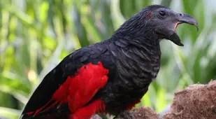 Dracula Parrot Mid Squawk