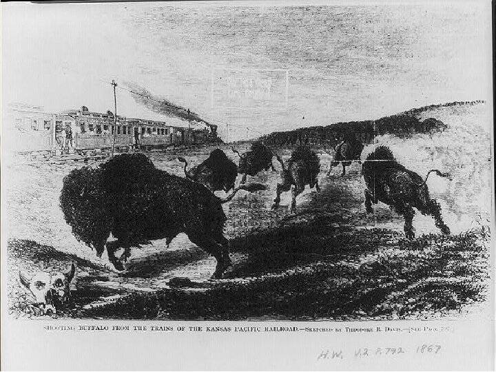 Shooting Buffalo From Train