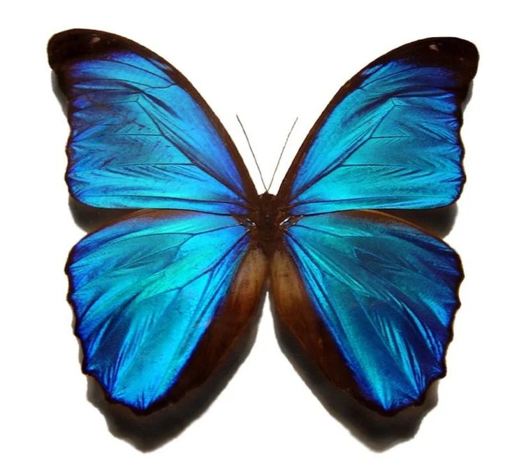 Beautiful Butterflies From Around The World