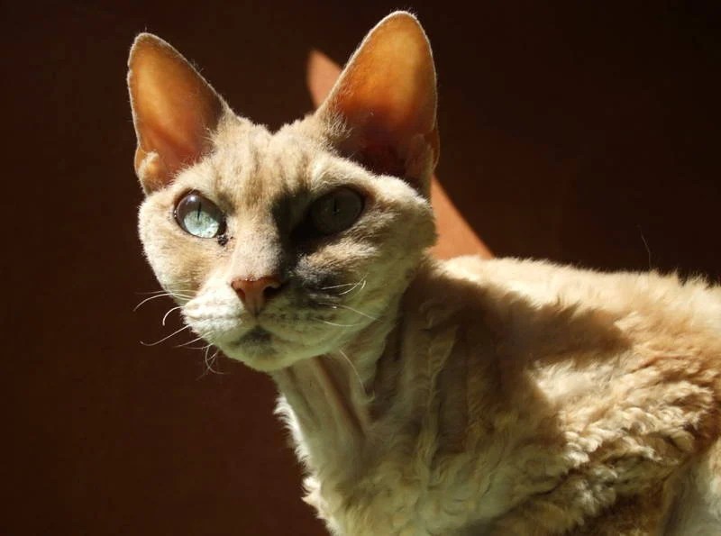 Ugliest Cat Breeds