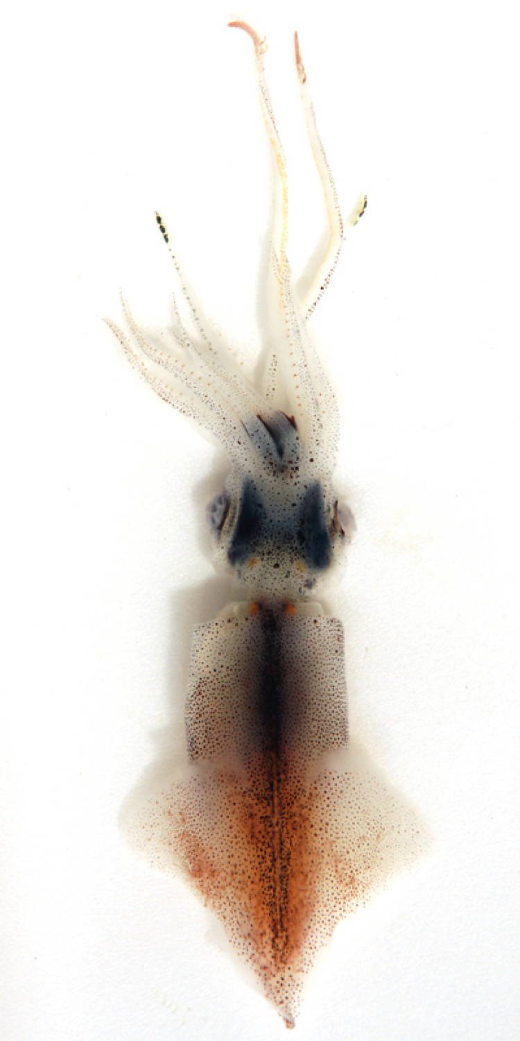 Bioluminescent Animals Firefly Squid