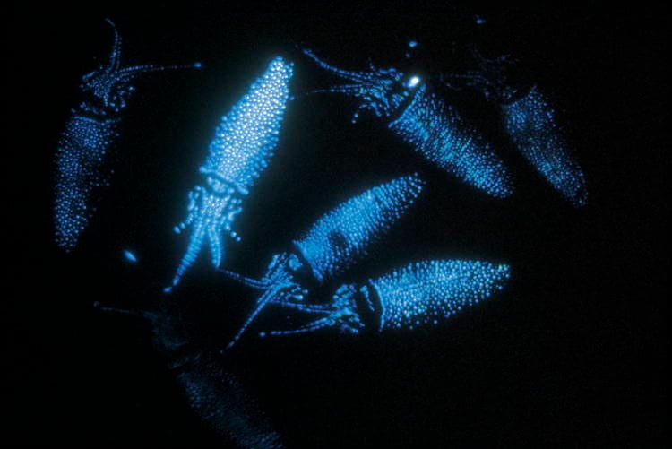 Firefly Squid