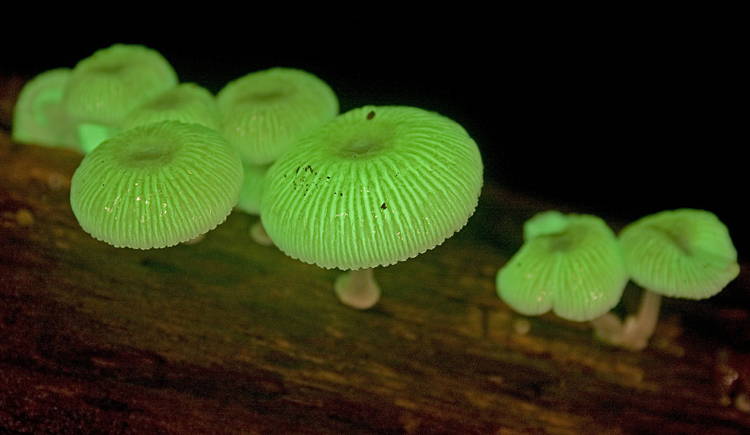 Mushroom