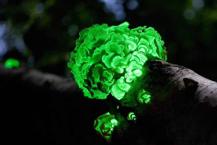 Mushroom Bioluminescence