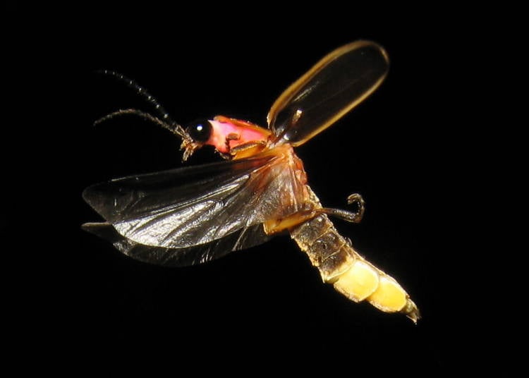 Firefly Bioluminescence