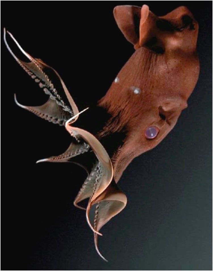Vampyroteuthis
