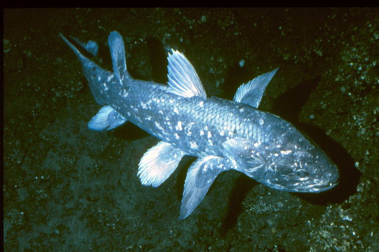 Living Fossils Coelacanth