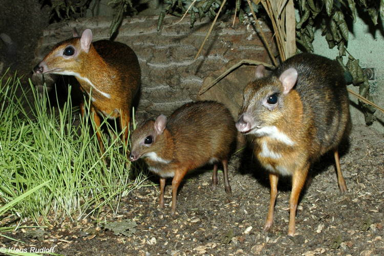 Chevrotain