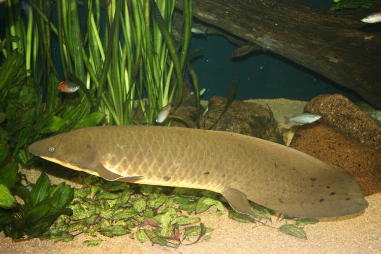 Lungfish