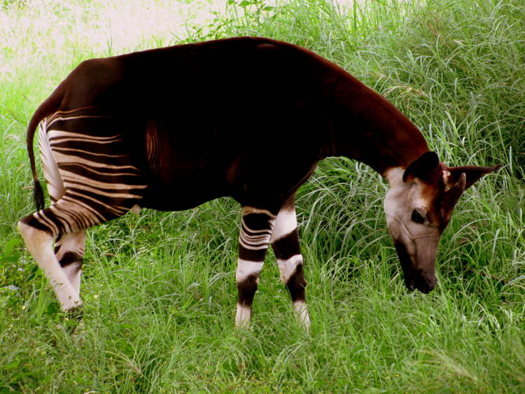 Okapi