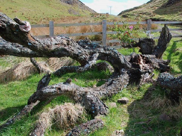 Wishing Trees Pictures