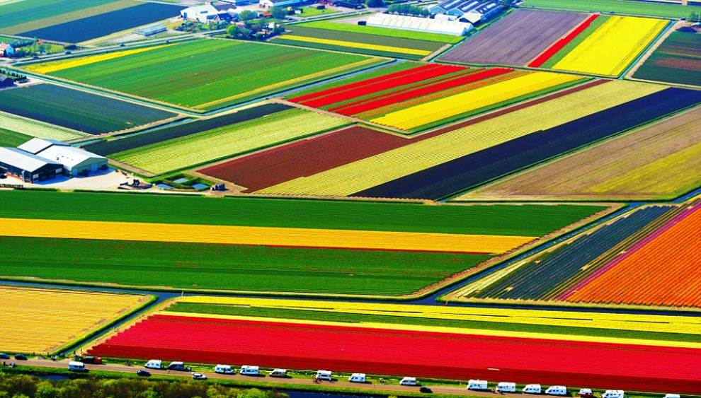 Tulip Fields In The Netherlands