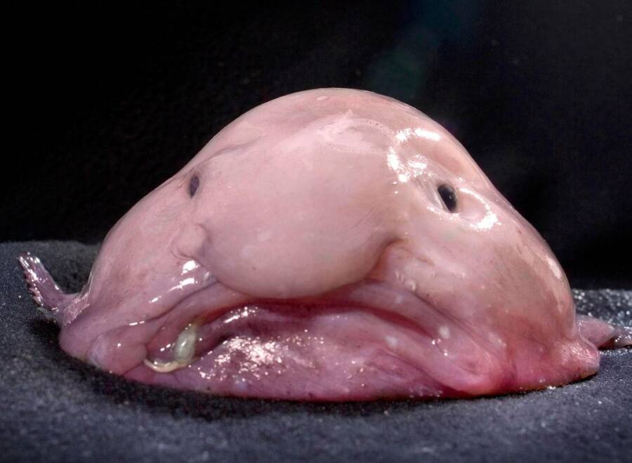 Blobfish Out Of Water