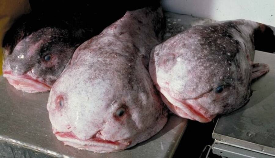 Captured Blobfish