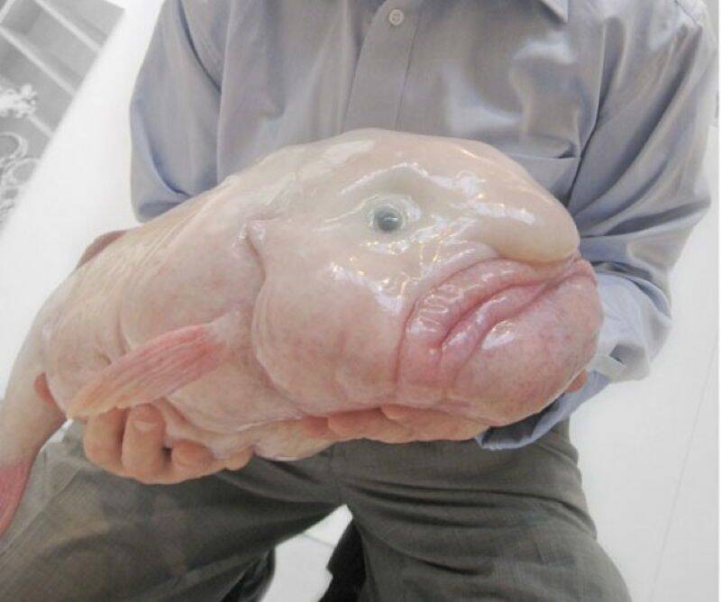Man Holding Blobfish