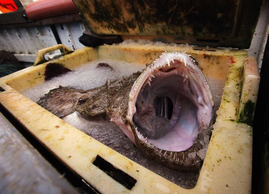 Scary Ocean Animals Monkfish