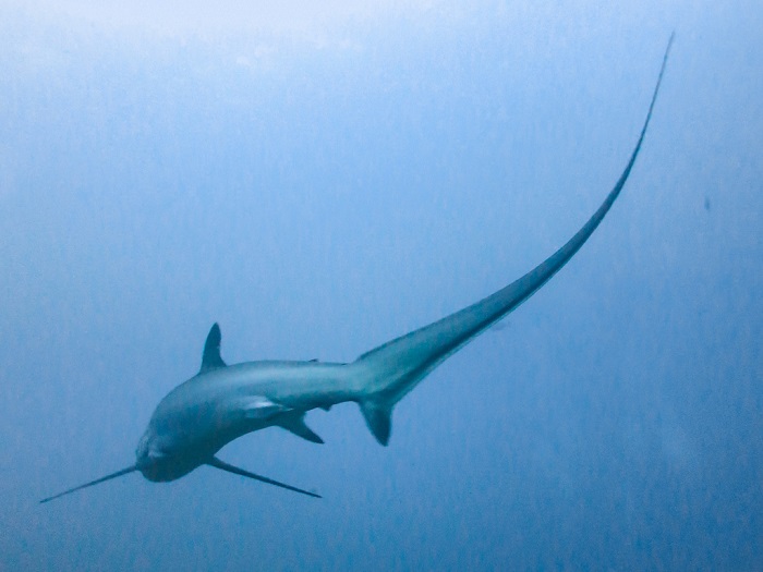 The Coolest Sharks In The World