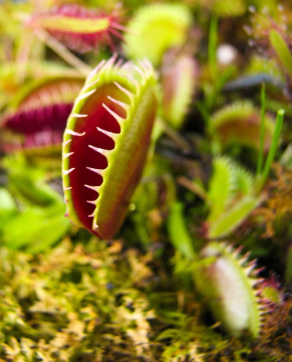 5 Carnivorous Plants You Wouldn't Want To Mess With