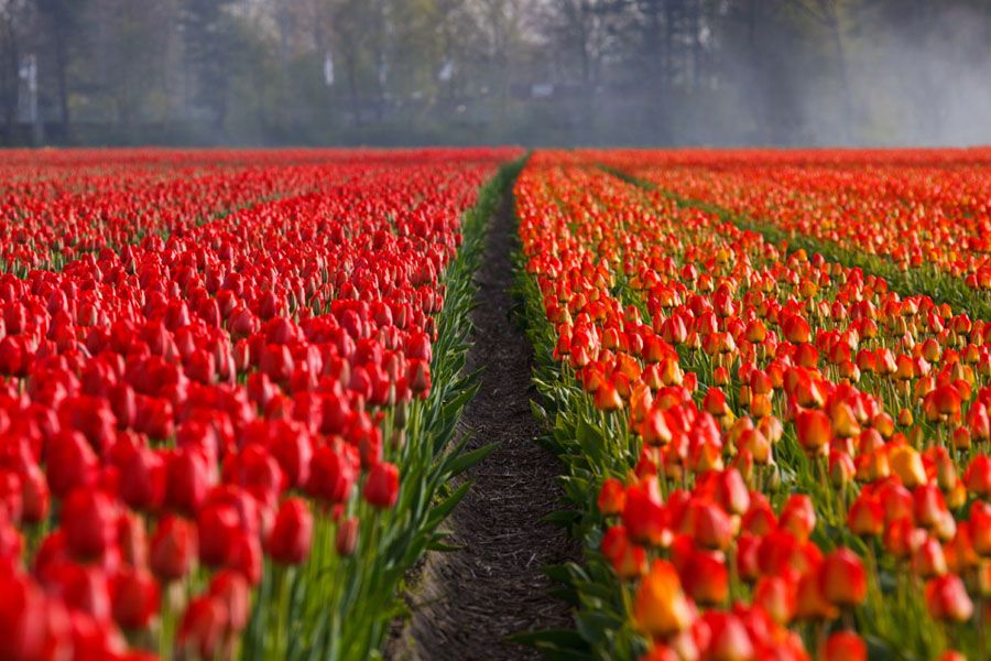Tulip Field