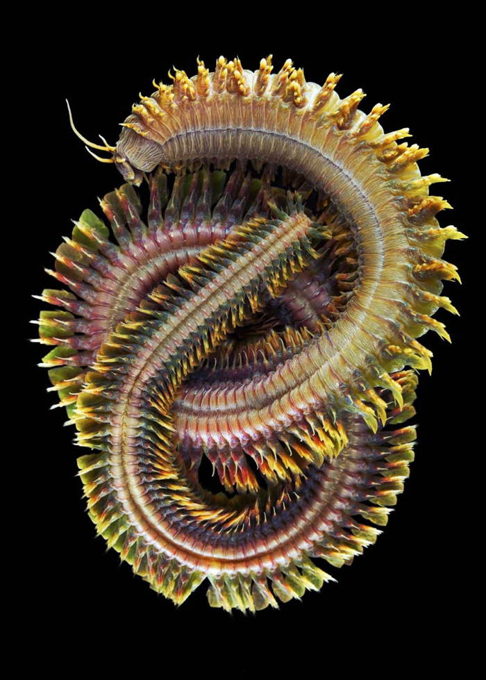 Deep Sea Photography Knotted Worm