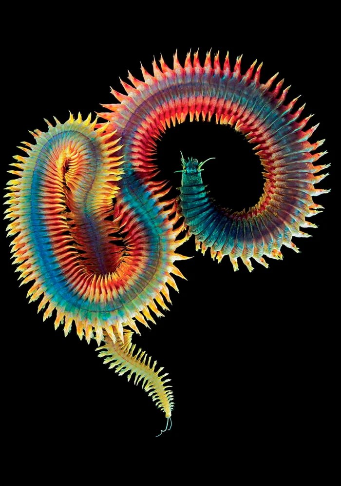 Deep Sea Photography Rainbow Worm